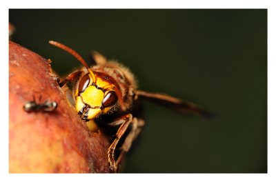 Frelon(Vespa crabo)