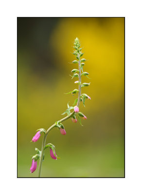 Digitlis purprea