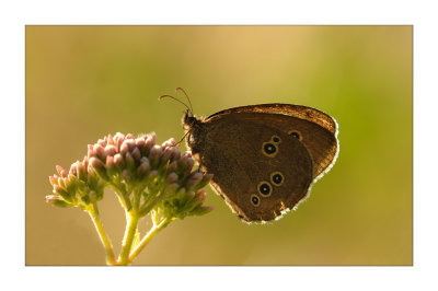 g1/49/880349/3/126630520.NQ9ge5jP.jpg