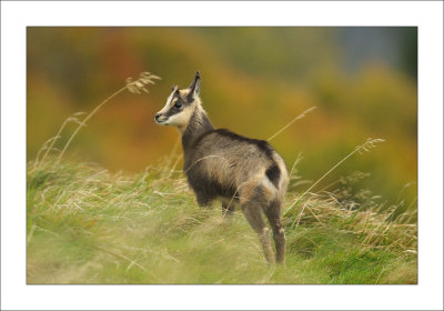 Hohneck/Vosges