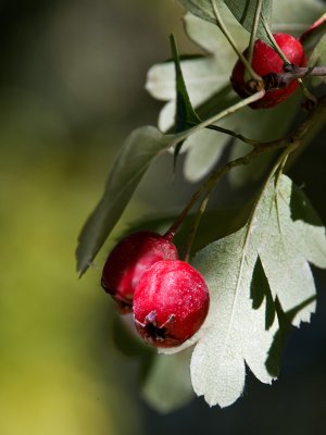 Hawthorne