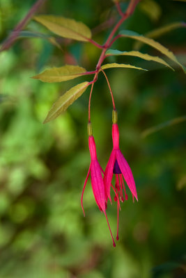 Fuchsia at Crystal Springs