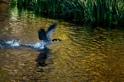 Taking Flight