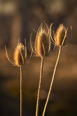 Thistle Trio