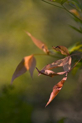 Nandina Morning