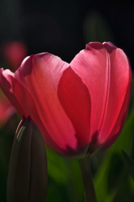 Sunkissed Tulip