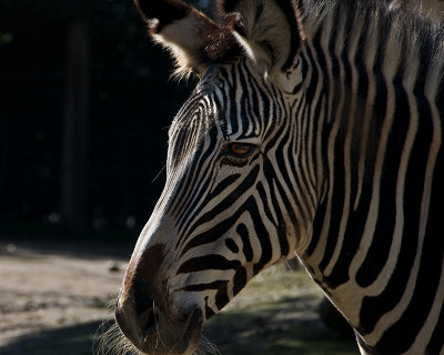 Zebra