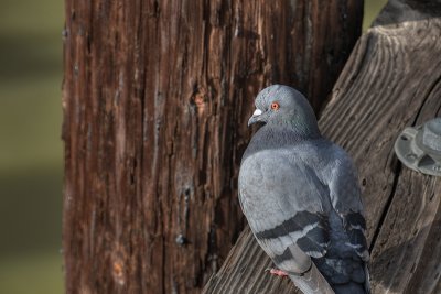 Pidgeon