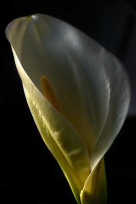 Calla Lily