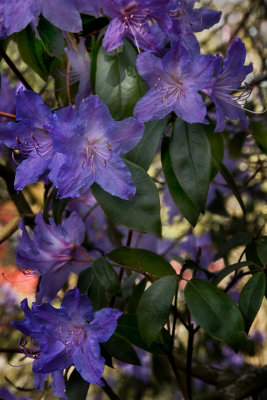 Rhododendron