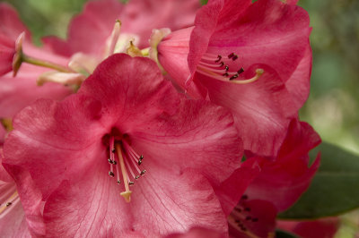 Rhodies II