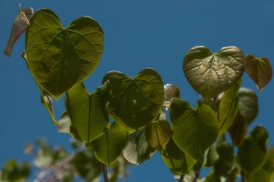 Dancing Hearts