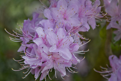 Pale Pink Rhododendron