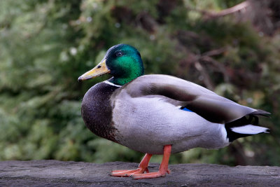 Mallard