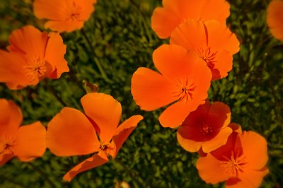 California Poppies