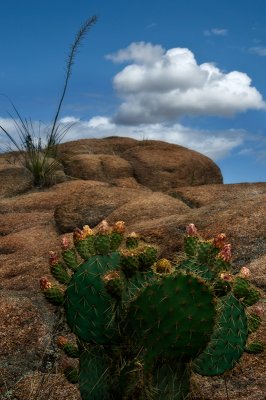 Cactus & Granite