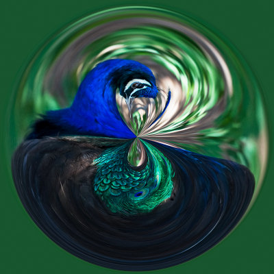 Peacock Bubble