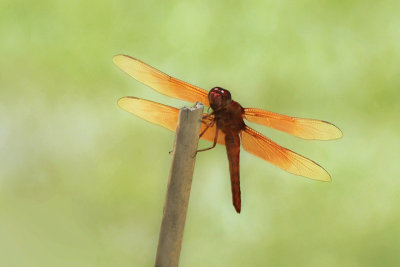 Orange Dragonfly