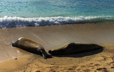 Hawaiian Monk Seals