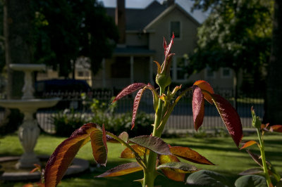 Before the Bloom