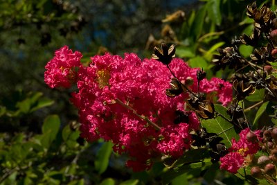 Crape Myrtle