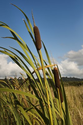 Cattails