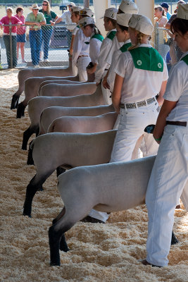 4-H Sheep Show