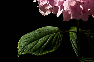 Pink Hydrangea