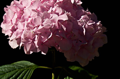 Pink Hydrangea II