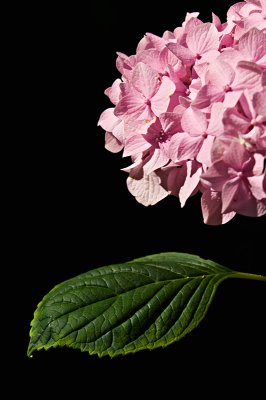 Pink Hydrangea III