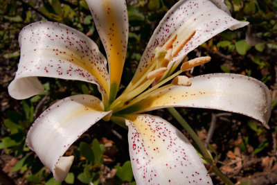 Wild White Lily