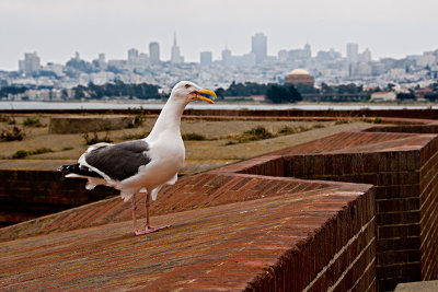 Fort Point Gull