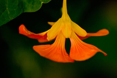 Dancing Nasturtium