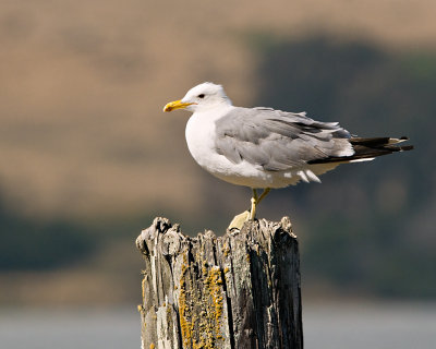 Gull Post
