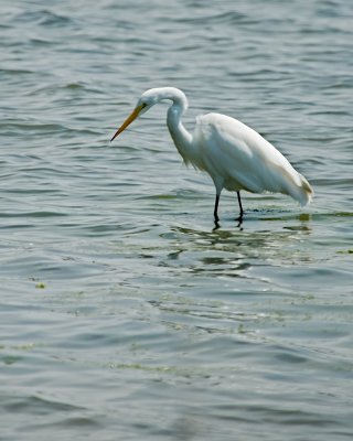 White Heron