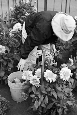 Gardening In The Dahlia Dell 2