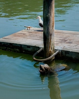 Noyo Harbor