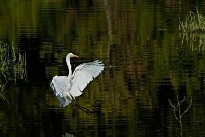 Landing