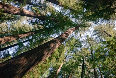  Humboldt Redwoods