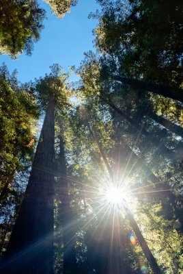 Redwood Rays