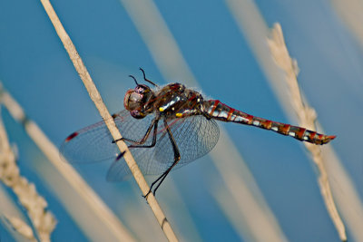 Dragonfly II