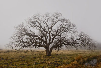 Blue Oak In The Fog