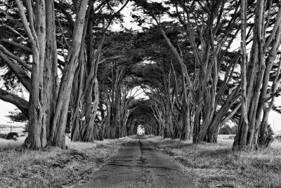 Tree Tunnel BW