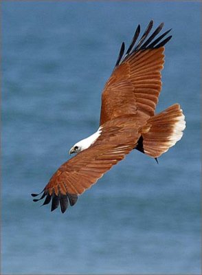 ATBrahminykite02shp copy.jpg