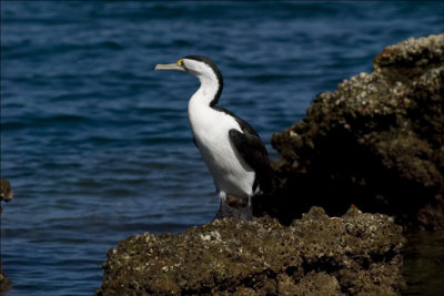 MoretonPiedCormorant01shp.jpg