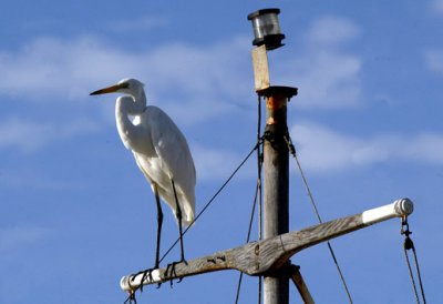 Egret.jpg