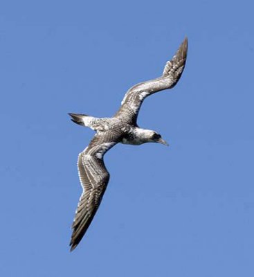 grey headed albatross.jpg