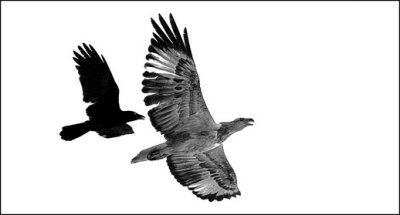 Kite v Crow.jpg