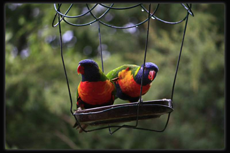 Rainbow Lorikeet - Pair