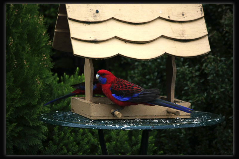 Crimson Rosella